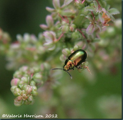green-dock-beetle