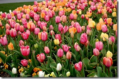 tulips3