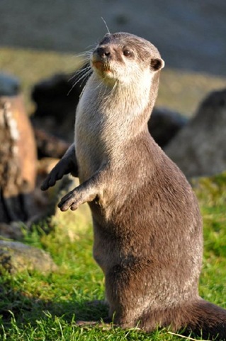 [Up%2520on%2520his%2520haunches%2520%2528JB%2529%2520Jan%25202010%2520%2528resized%2529%2520DSC_0008%255B4%255D.jpg]