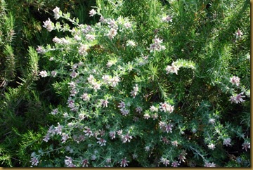 rosmarino in fiore rosmarino in fiore