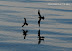  &ndash; Arctic skua chasing a puffin