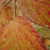 dsc06307.jpg