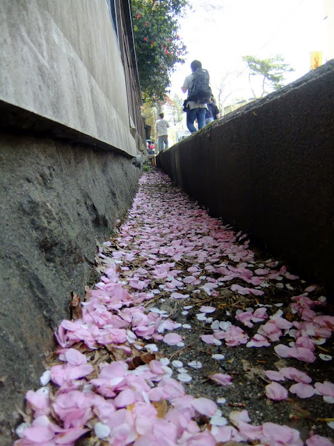 排水溝に貯まる桜の花びら