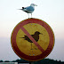 nobirds.jpg