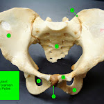 pelvis_labeled.jpg