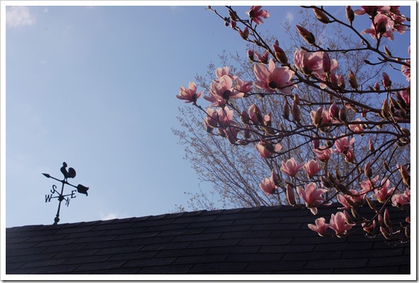 magnolia weathervane