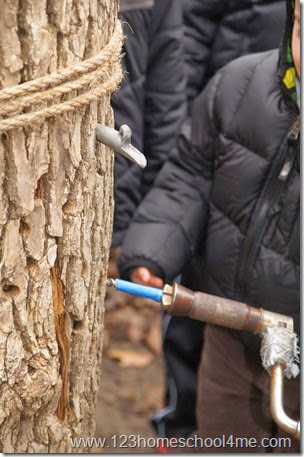 drilling a hoel in a maple tree drilling a hoel in a maple tree