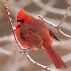 Cardinals in Winter