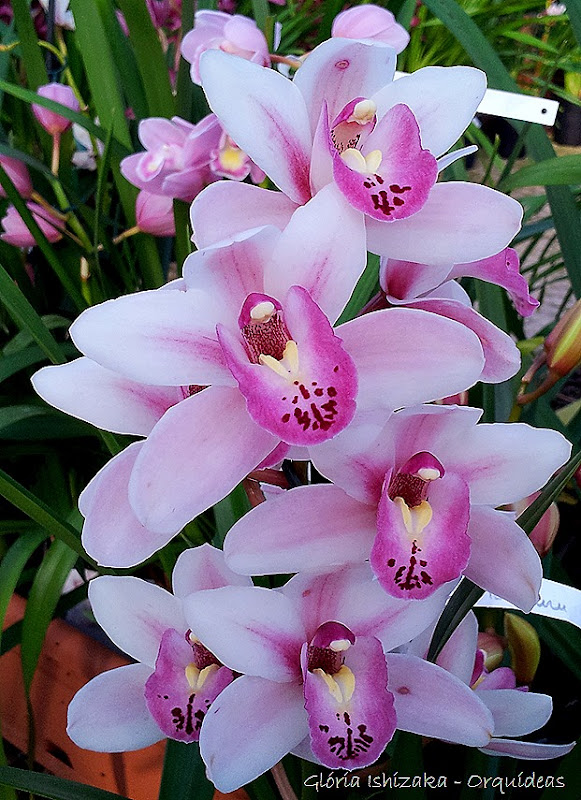 Glória Ishizaka - orquideas 21