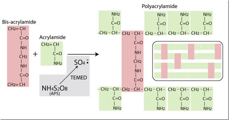 ammonium persulfate function in sds-page