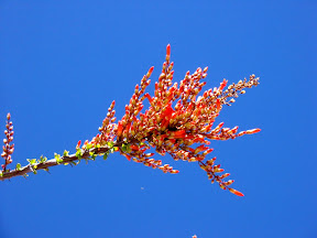 Ocotillo bloom