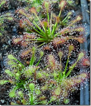 drosera2