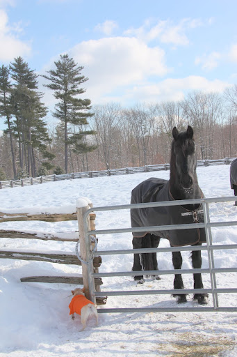 Sharkey, I must also tell you that during the lead up to winter, our horse bodies go through some major changes.  One of those things is to grow a special dense winter coat.
