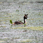 IMG_6517.JPG
