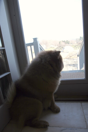 Don't worry, Sharkey!  I'll be your sentry.  Wow, I can't believe Francesca is 7 years old!