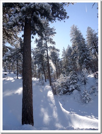 SKArunner_Lookout_Tree_Light3