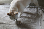 And I think that we will need this brush.