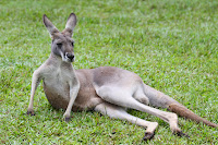 Big red kangaroo