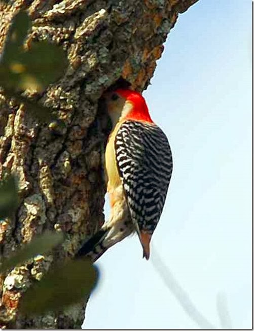 Woodpecker 3