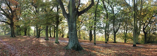 IMG_8771 Stitch