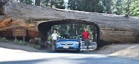 Sequoia Trip-61.jpg