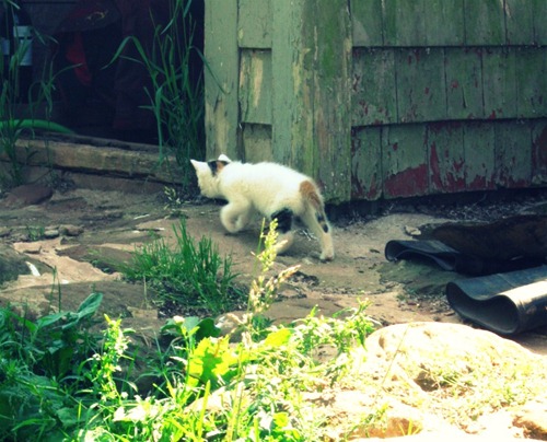 [summer20111%2520434%255B4%255D.jpg]