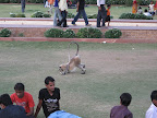Monkey at Amber Fort