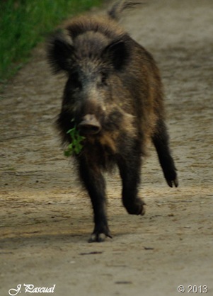 Jabali Jabali