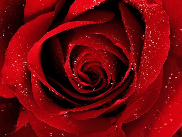 [red-roses-flower-rose-pictures-381%255B9%255D.jpg]