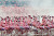 Thousands of Pink Flamingos at Lake Nakuru, Kenya