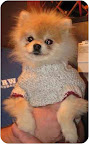 Jolie- Husky House - Bridgewater, N.J.This cute fur ball has Cushings which is managed with 1/4 of a pill 2 times per week. (See the end of the post for Jolie's adoption info.)