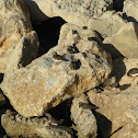 Ruddy Turnstone
