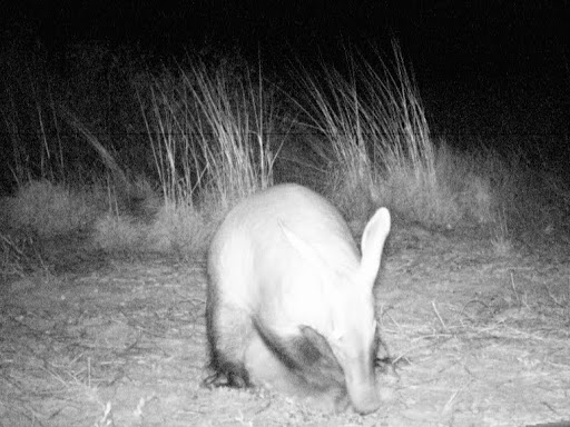 Cdy%2525200052%252520aardvark