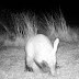Cdy%2525200052%252520aardvark