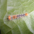 Unknown Caterpillar
