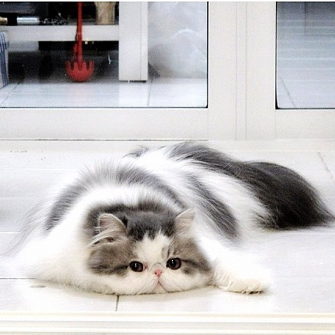 [hope-cat-instagram-4%255B2%255D.jpg]