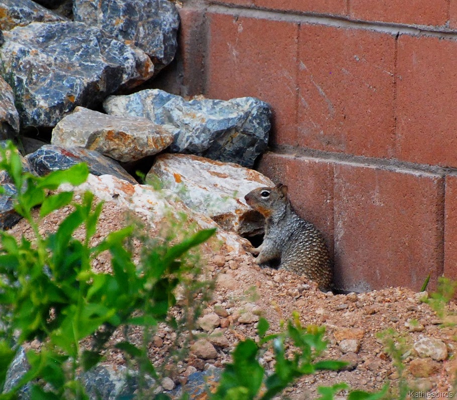 [4.%2520rock%2520squirrel-kab%255B4%255D.jpg]