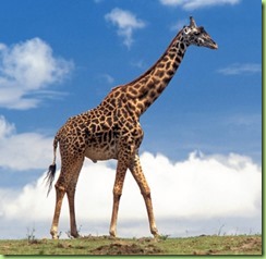 giraffe-01