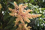 Mango tree flowers