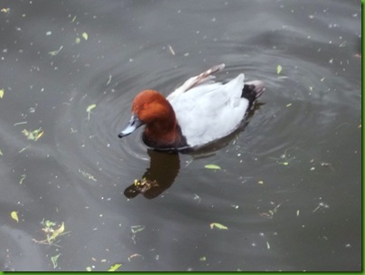 010-1  Pochard with disabled wing because of being fed to much white beread