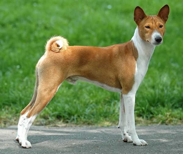 basenji basenji