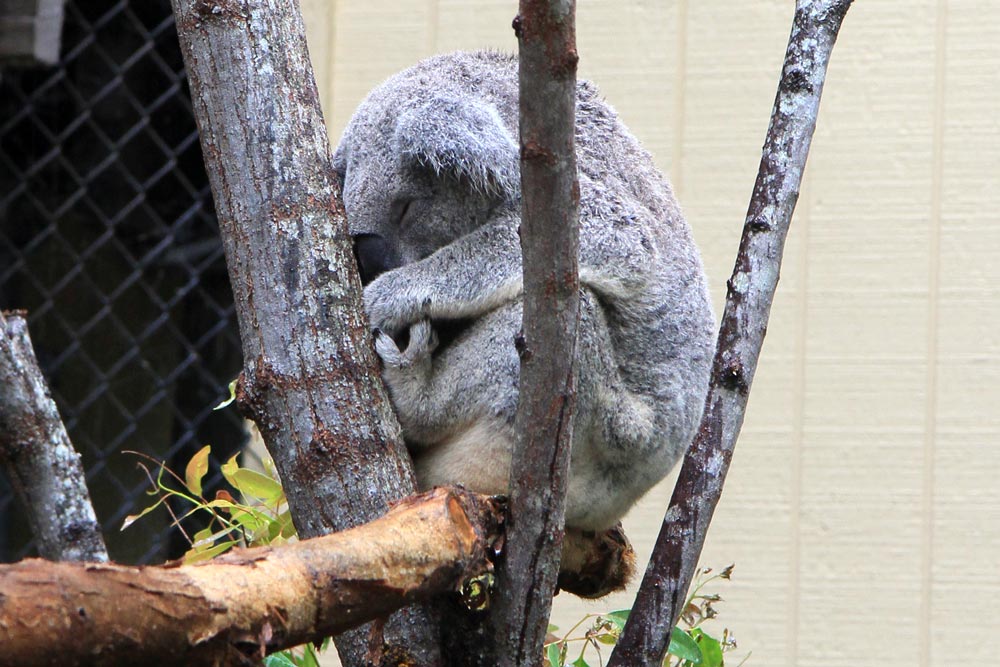 A koala