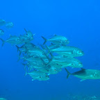 Mjami! das wär öpis für ufen Täller!