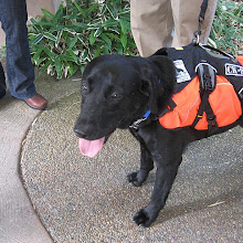 CSI of the Salish Sea: Conservation Canines on the trail of killer whales