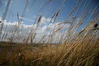 The grass' view of the sky