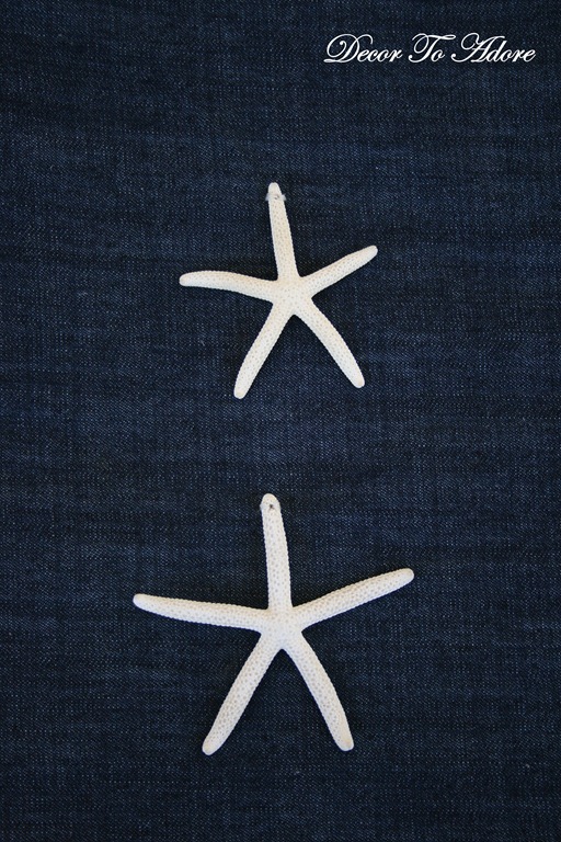 seashells 027