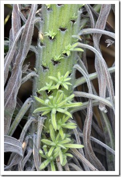 110803_echium_wildpretii_07