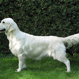 Blondi