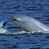 Blue whale