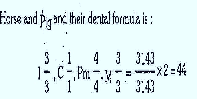 [dental-formula%255B12%255D.jpg]